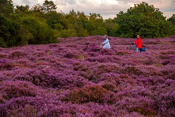 Bloeiende Heide 15 van peterheinspictures