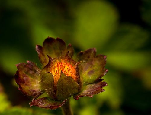 warme kleur van een schijnaardbei