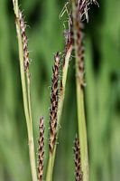 Flowering grass