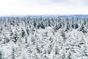 Von oben gesehener verschneiter Kiefernwald