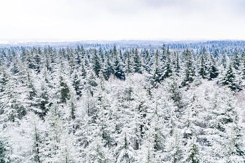 Besneeuwd dennenbos gezien vanuit de lucht