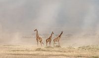 Den Amboseli-Staubteufeln trotzen