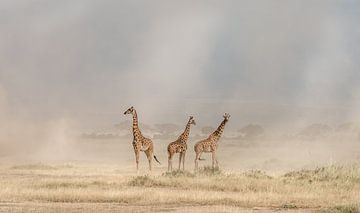 Weathering the Amboseli Dust Devils, Jeffrey C. wastafel van 1x