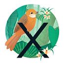 De Xenops en xylobium van Hannah Barrow thumbnail