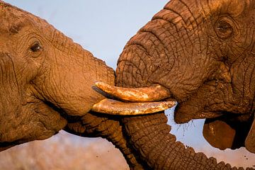 Fighting African Elephants up close sur AGAMI Photo Agency