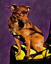 Cute Brown Miniature Pinscher by Dorothy Berry-Lound thumbnail