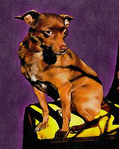 Niedlicher brauner Zwergpinscher
