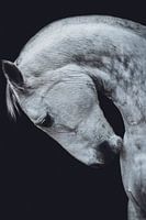 Fine art portret- wit paard buiging