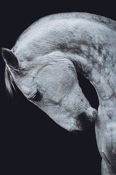 Fine art portrait white horse bow by Shirley van Lieshout