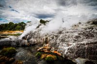 the geysers of Te Puia
