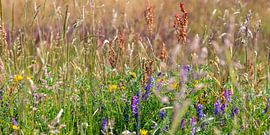 Wiese mit blühender Wicke von Hanneke Luit