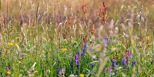 grasland met paars bloeiende wikke