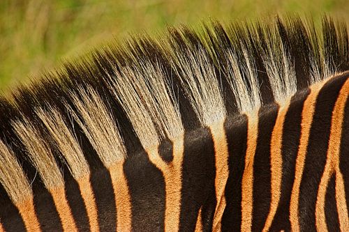zebra detail von Meleah Fotografie