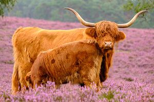 Schottisches Hochlandrind mit Kalb in einem blühenden Heidefeld
