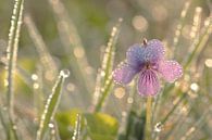 Viola palustris von simone opdam Miniaturansicht