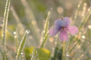 Marsh Violet  by simone opdam