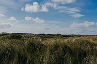 Grüne Marram-Gras-Landschaft