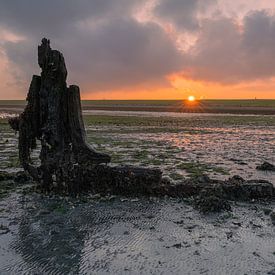 Bow by Jan Koppelaar Fotografie