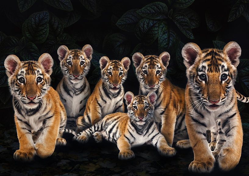 Bébés tigres par Bert Hooijer