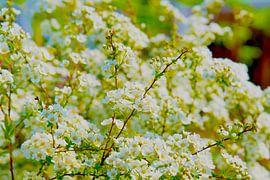 White spire blossoms in spring splendour