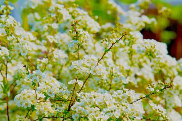 Weiße Turmspitzen blühen im Frühling in voller Pracht von Ivonne Fuhren-van de Kerkhof