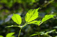 Sunny leafs