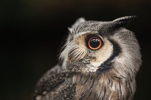 Portret van een uil