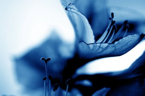 Amaryllis 12 - verlangend naar meer