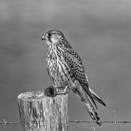 Kestrel schwarz-weiß Kollektion von Patrick Haleyt Photography