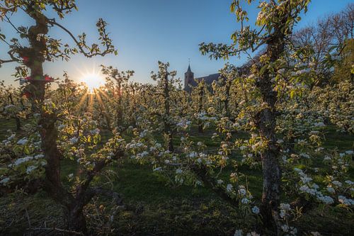 Kerk Echteld tussen fruitboomgaard