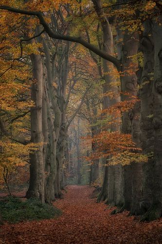 Sprookjesachtig herfstbos