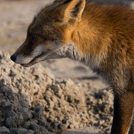 Vos / Fox von A. Oskam