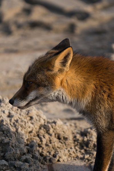 Vos / Fox by A. Oskam
