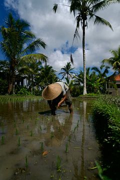Bali van David Blok