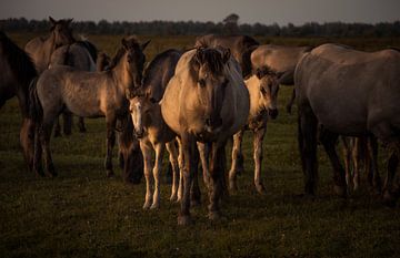 Mère avec ses poulains au coucher du soleil sur EMVDS photography