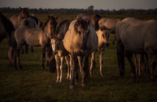 Moeder met Veulens bij Zonsondergang