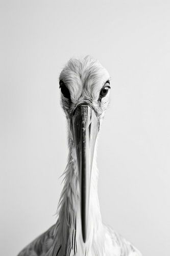 Ooievaar