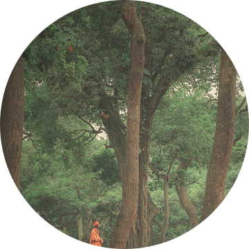 De monnik in de bomen van Edgar Bonnet-behar