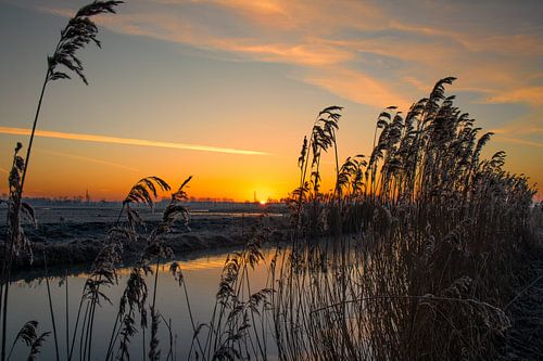Lever de soleil sur l'eau entre les roseaux gelés