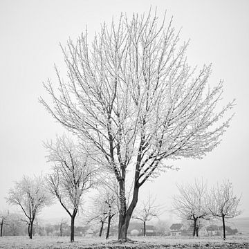 Récolte d'hiver 4 sur Keith Wilson Photography