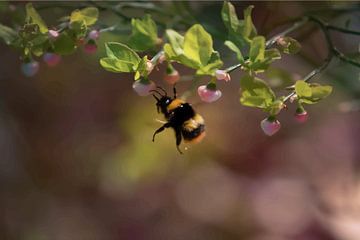 abeille heureuse sur Kim van Beveren
