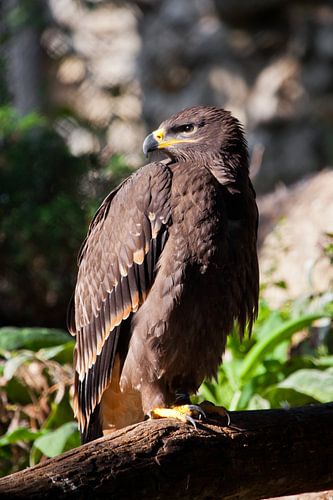A large steppe eagle sits beautifully consecrated by the sun, a powerful predatory close-up, a stric