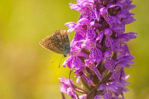 Icarusblauwtje op rietorchis