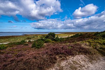 Picturesque heath landscape near Cuxhaven