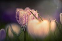 Spring flower