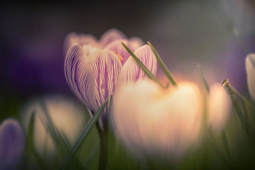 Frühlingsblume von Eric Andriessen