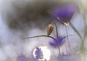 Blumen Teil 104