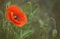 Corn poppy