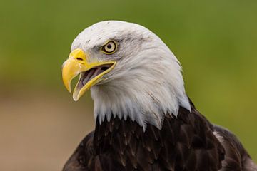 Bald Eagle, Amerikaanse Zeearend. van Gert Hilbink