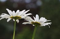 Leucanthemum vulgare by Erick van Bommel thumbnail